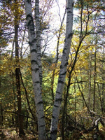 Beautiful trees in rural Quebec.