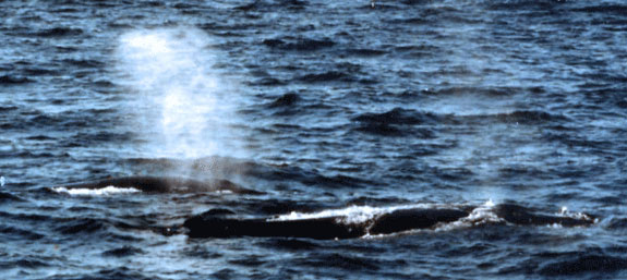 Whale watching is a popular activity in eastern Canada.